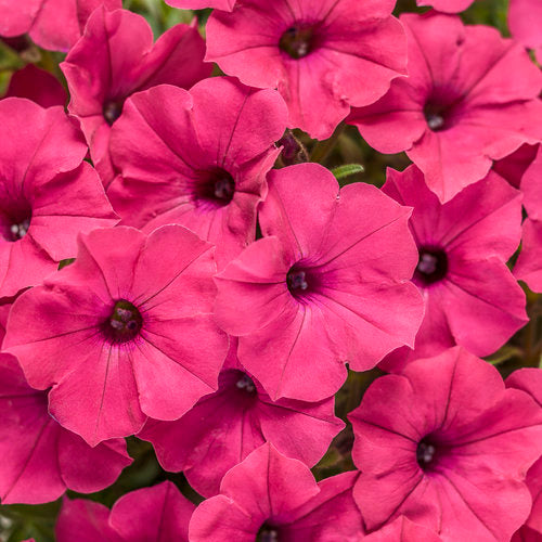 Petunia, Supertunia Vista Fuchsia