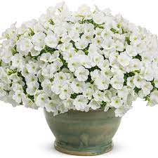 Petunia, Supertunia Mini Vista White