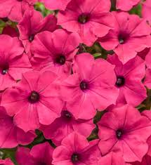 Petunia, Supertunia Vista Paradise