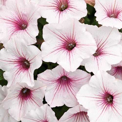 Petunia, Supertunia Vista Silverberry