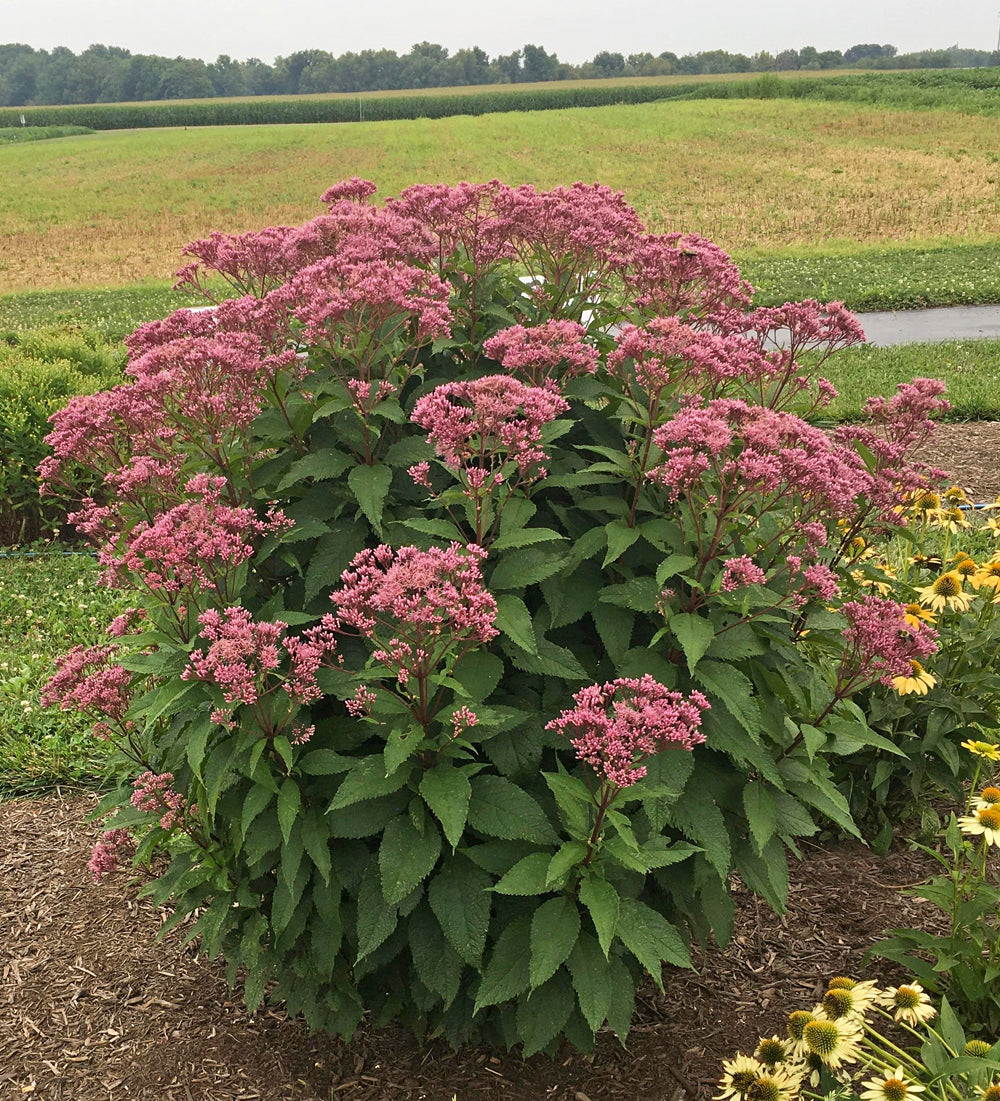 Sweet Joe Pye Weed