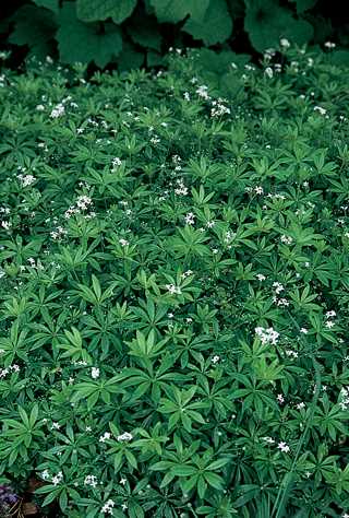 Sweet Woodruff