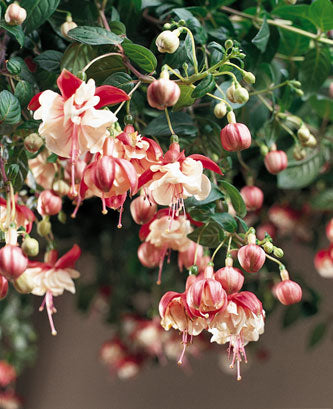 10" Hanging Basket, Swingtime Fuchsia