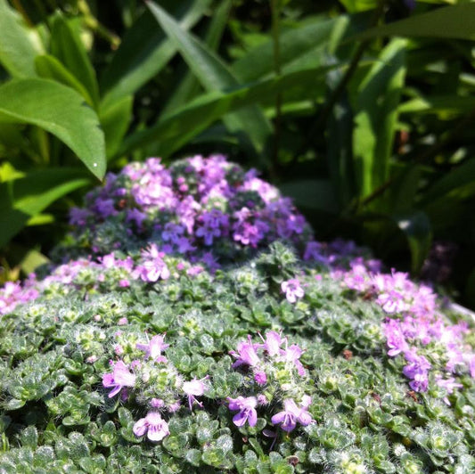 Thyme, Elfin