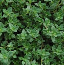 Thyme, English