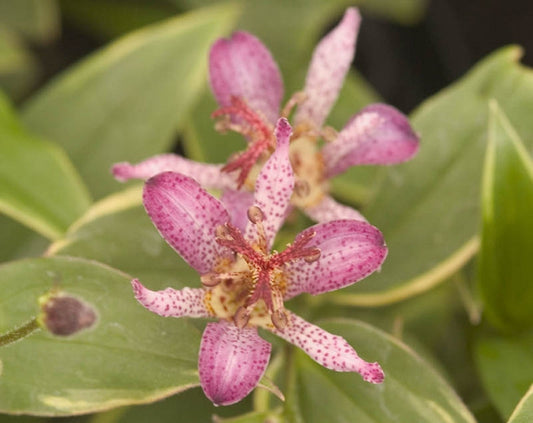 Toad Lily, Gilt Edge 1L