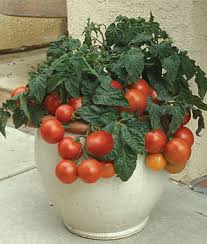 Tomato, Patio