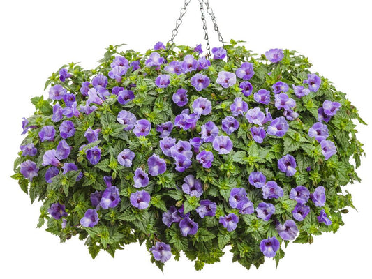 10" Hanging Basket, Torenia