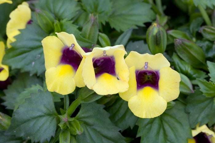 Torenia, Catalina Gilded Grape