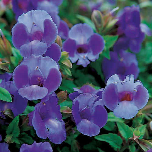 Torenia, Summer Wave Large Blue