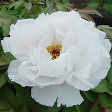 Tree Peony, 2 gallon