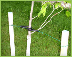 Tree Support Kit - Stakes, Guards, Ties