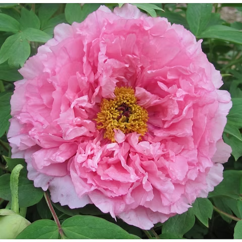 Tree Peony, 2 gallon