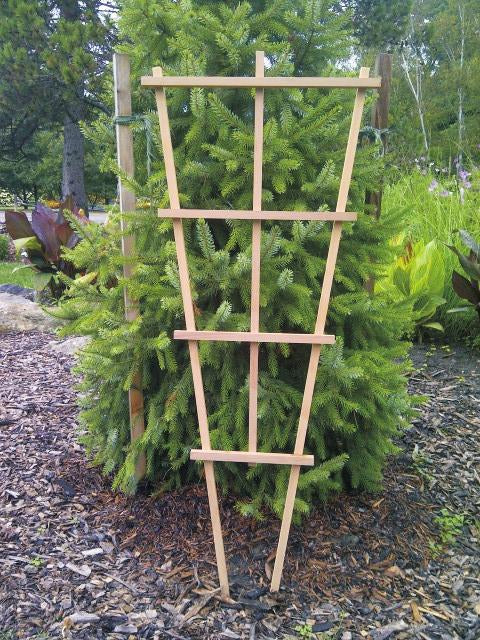 Trellis, Cedar