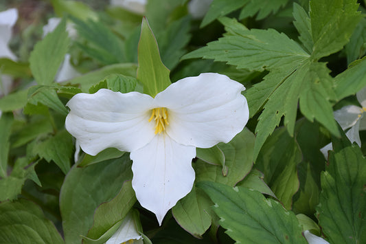 Trillium, White 1qt