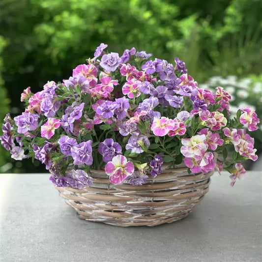 12" Hanging Basket, Funtopia Utopia