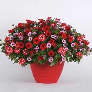 12" Hanging Basket, Geisha Girl