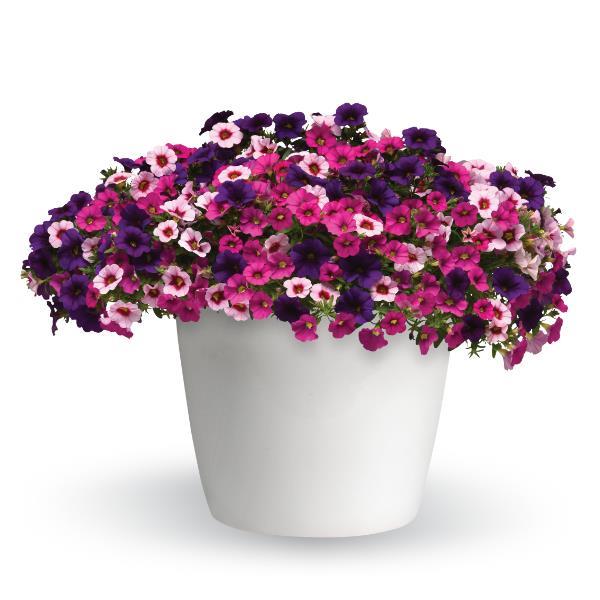 12" Hanging Basket, Berry Daring