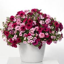 12" Hanging Basket, Cherry Kiss