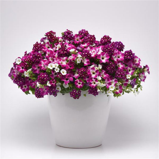 12" Hanging Basket, Enchanted Evening
