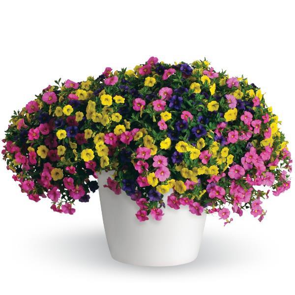 12" Hanging Basket, Lollipop