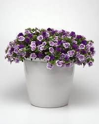 10" Hanging Basket, On The Double