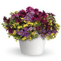 12" Hanging Basket, Popular Demand