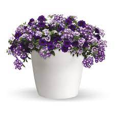 12" Hanging Basket, Purple Lace