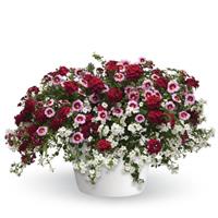 12" Hanging Basket, Strawberry Shortcake