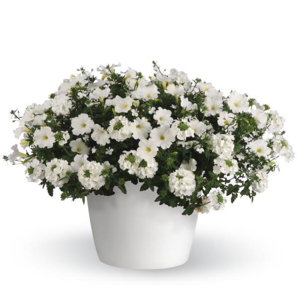 12" Hanging Basket, Walk On A Cloud