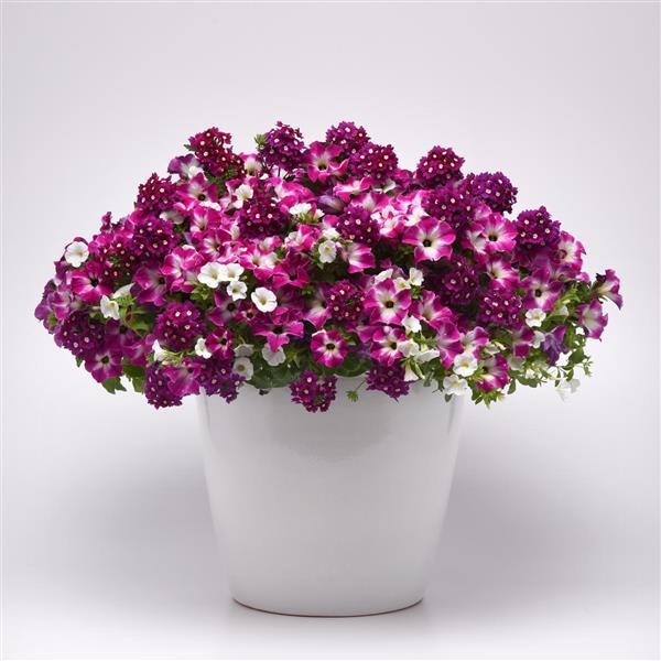 13" Container
