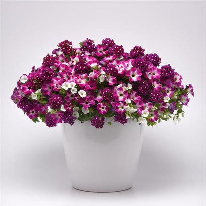 13" Container