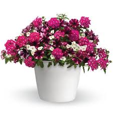 13" Container