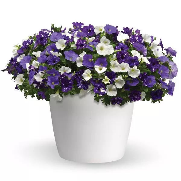 14" Fibre Hanging Basket