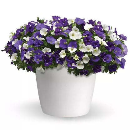 14" Fibre Hanging Basket