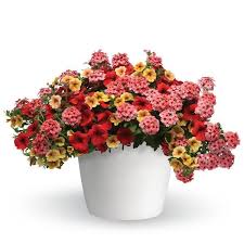 13" Container