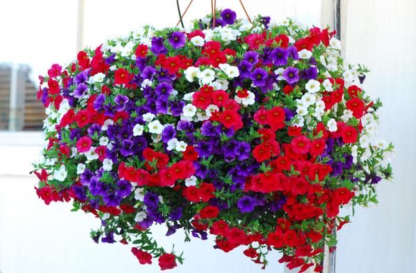 12" Hanging Basket, Old Glory