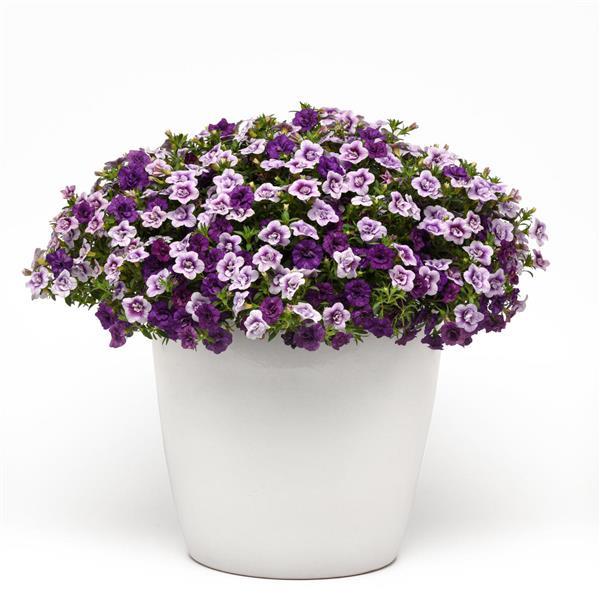 12" Hanging Basket, On The Double