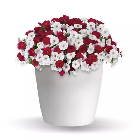10" Hanging Basket, Red & White Forever