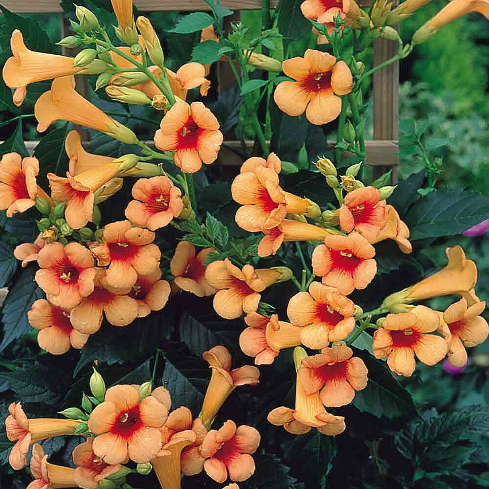 Trumpet Vine