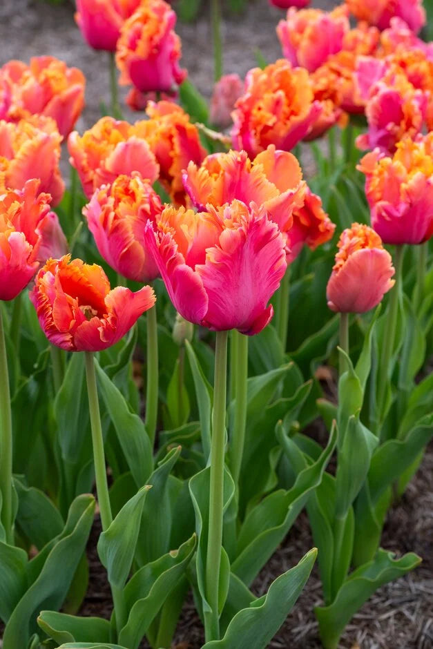 Tulip Bulb, Apricot Parrot 6/ pkg