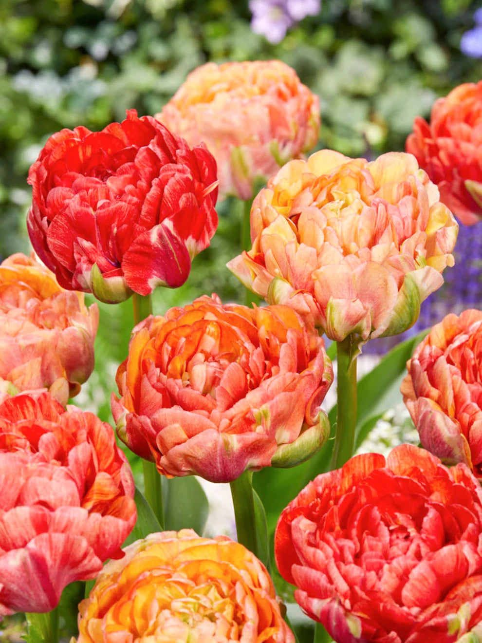 Tulip Bulb, Double Gudoshnik 6/ pkg