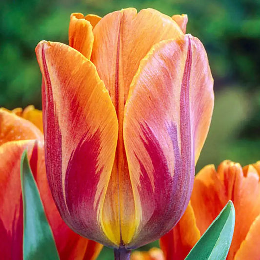Tulip Bulb, Princess Irene - 6/ pkg