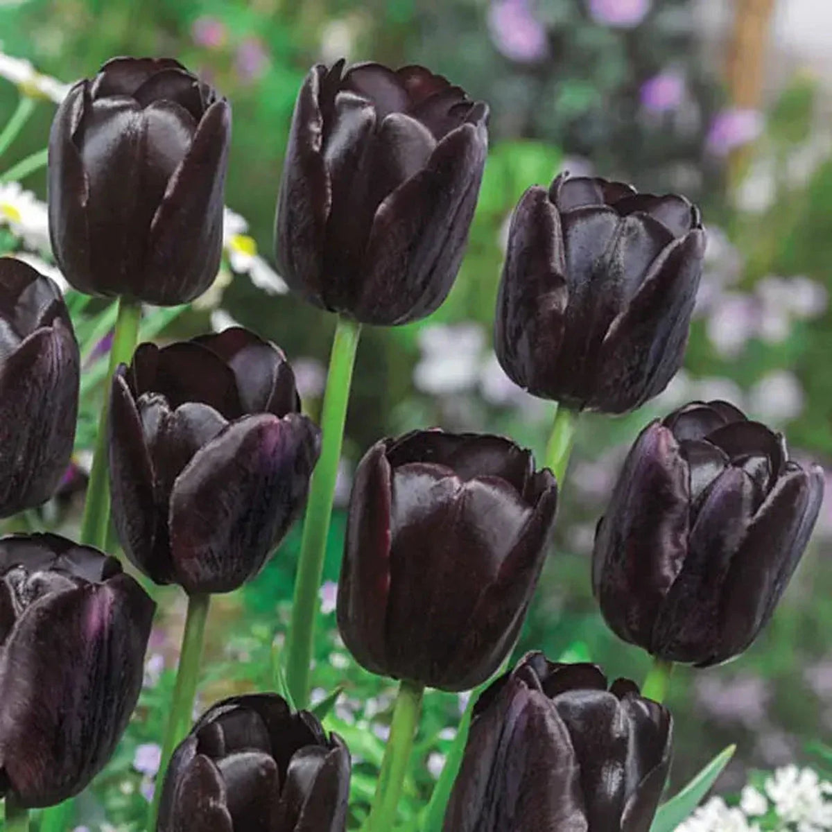 Tulip Bulb, Queen Of The Night 6/ pkg
