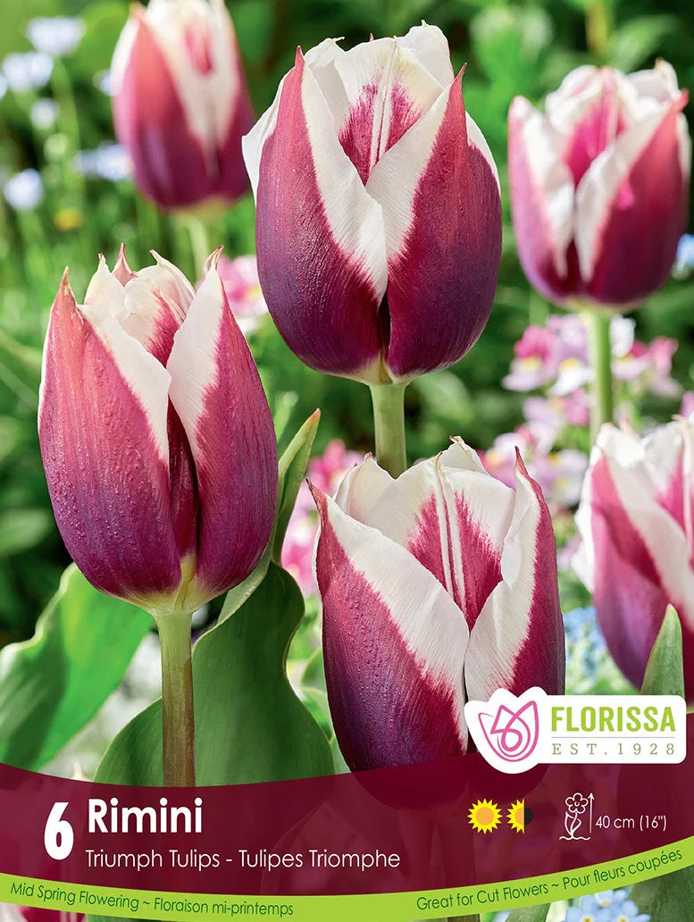 Tulip Bulb, Rimini 6/ pkg