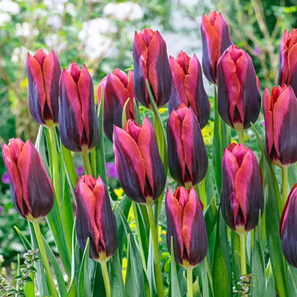 Tulip Bulb, Slawa 6/ pkg