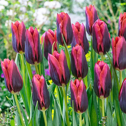 Tulip Bulb, Slawa 6/ pkg