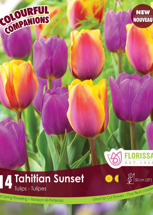 Tulip Bulb, Colourful Companions Tahitian Sunset - 16/ pkg