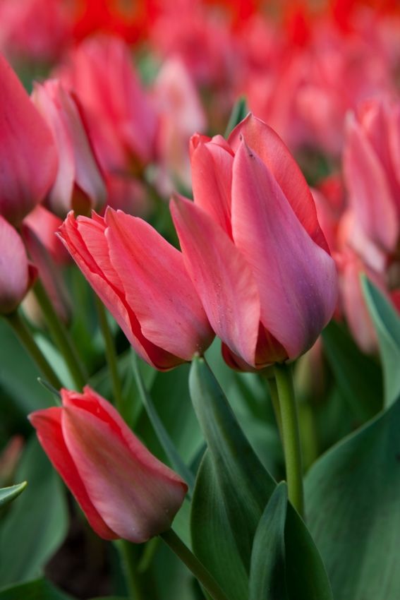 Tulip Bulb, Toronto 6/ pkg