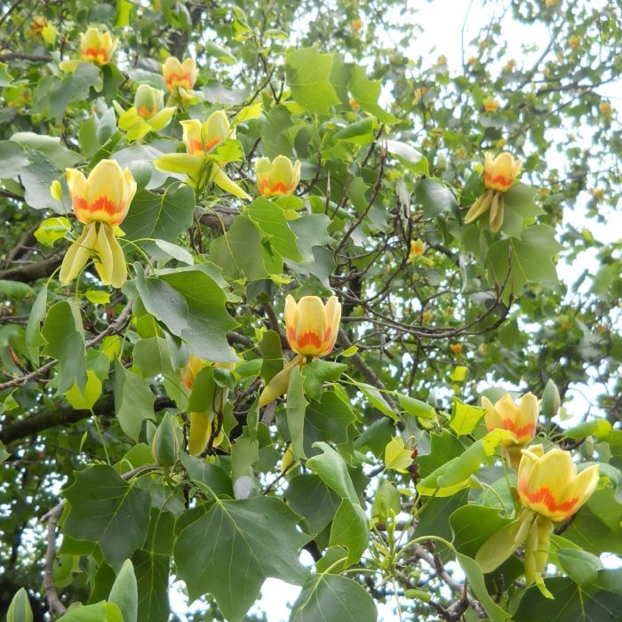 Tuliptree 7g